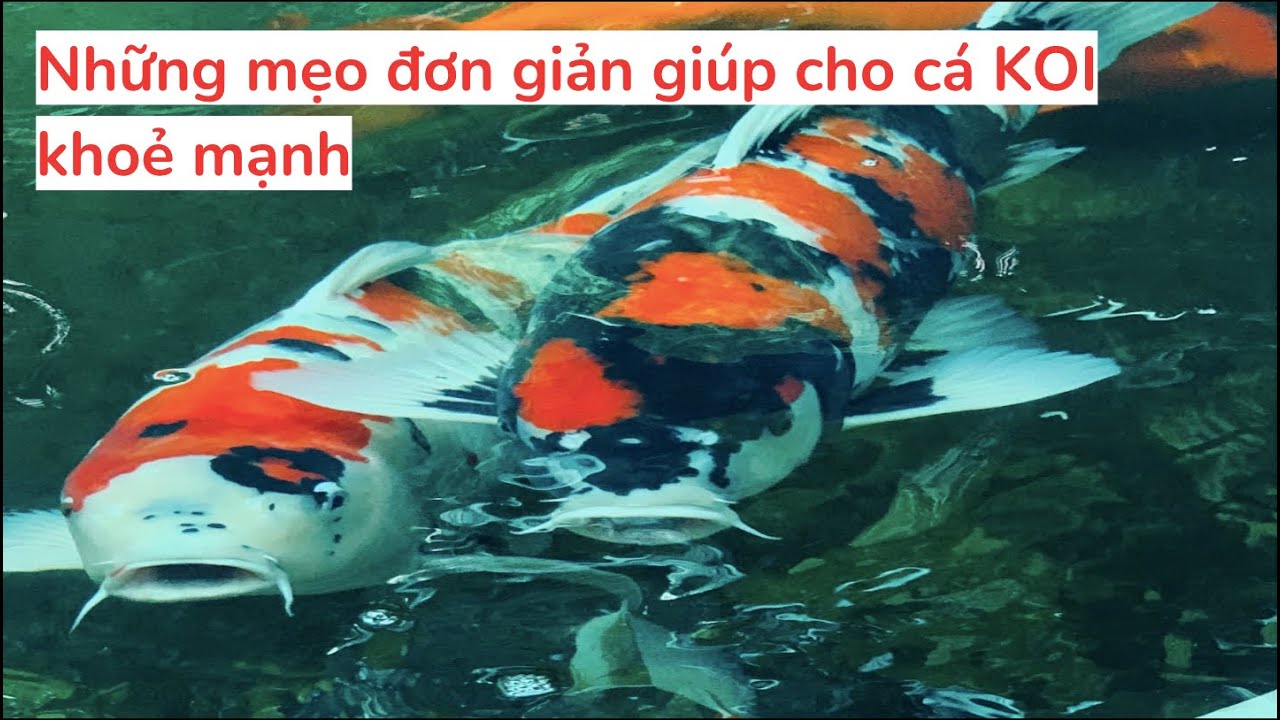 Những mẹo đơn giản giúp cho cá KOI khoẻ mạnh
