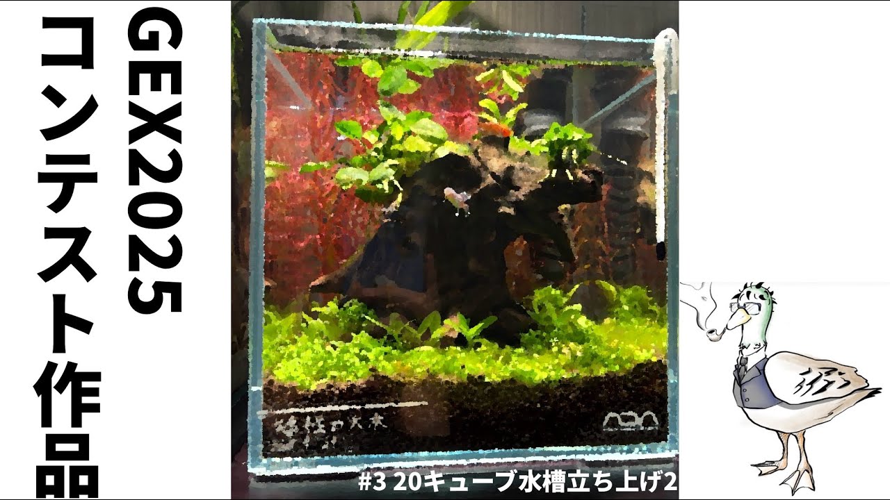 #3 ツリーボトムウッドで20cmキューブ水槽立ち上げ2 #アクアリウム #20cmキューブ #アヌビアス #GEX