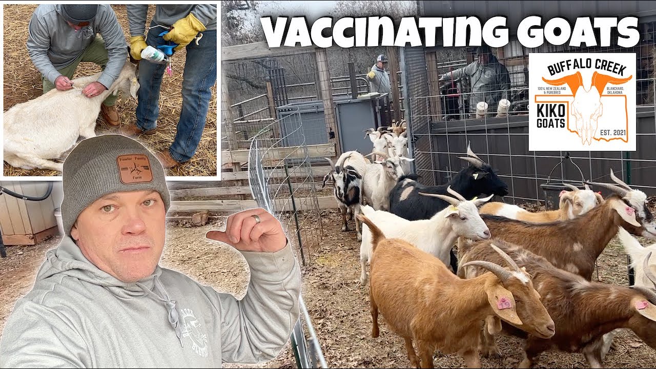Working Kiko Goats! Medicating & Vaccinating Goats. Buffalo Creek Kikos