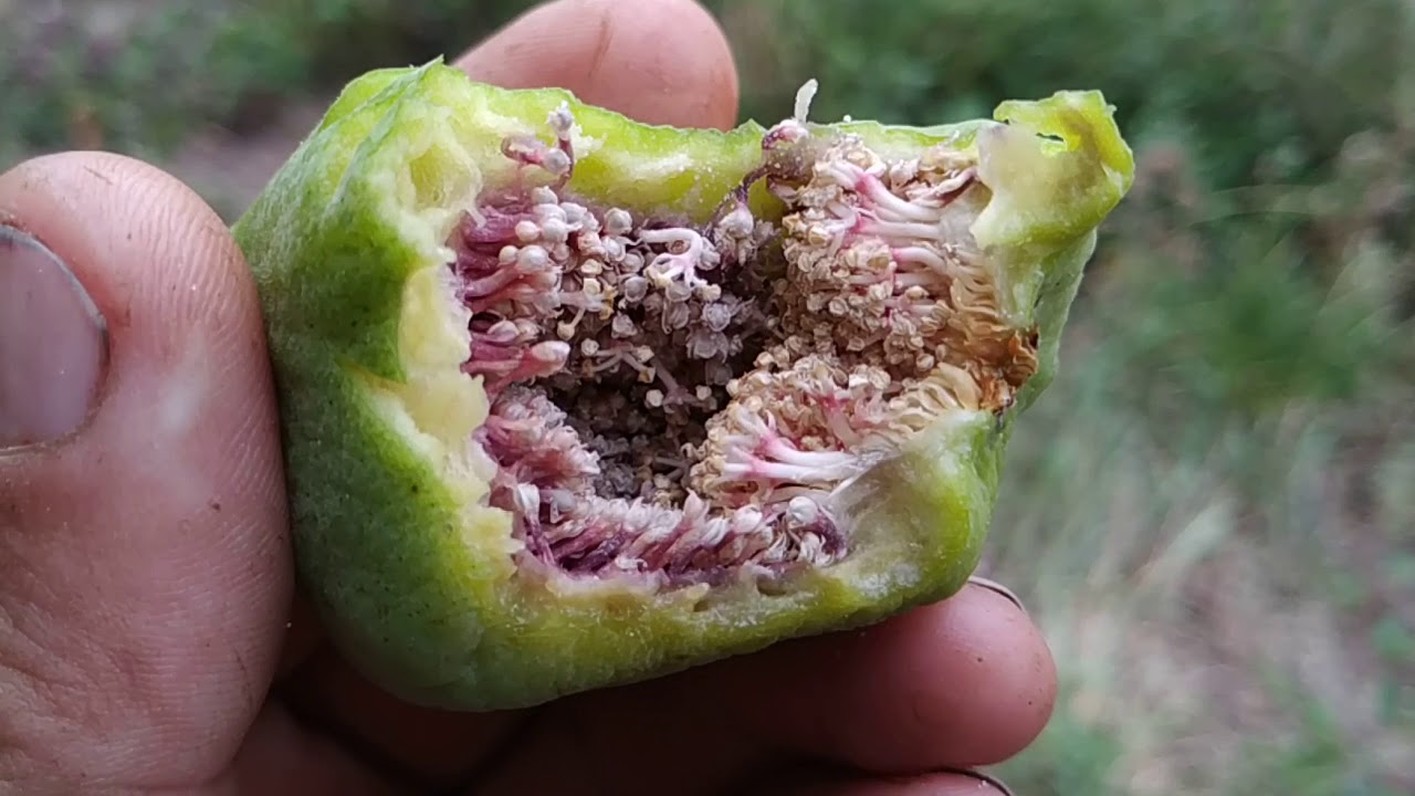 Male Figs / caprifigs are just flowers! Look closely! (Ficus carica)