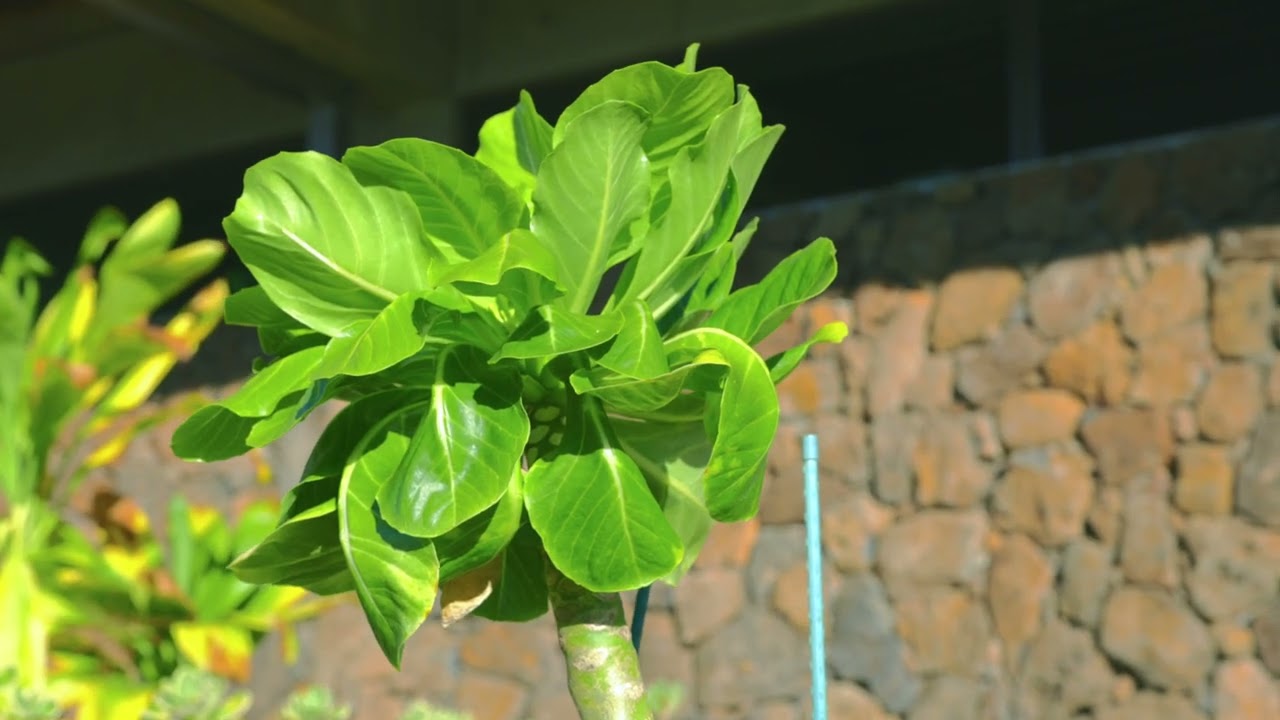 5 Reasons to Plant Native Plants