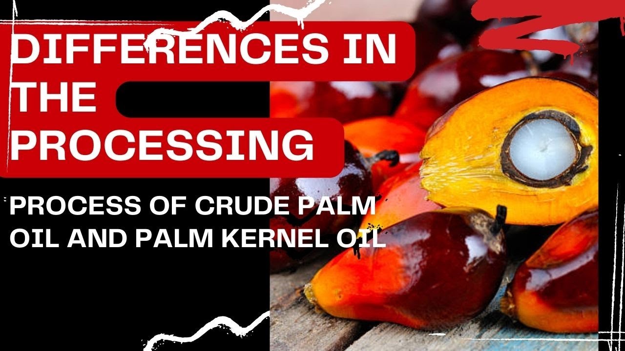 Differences in the Processing Process of Crude Palm Oil and Palm Kernel Oil