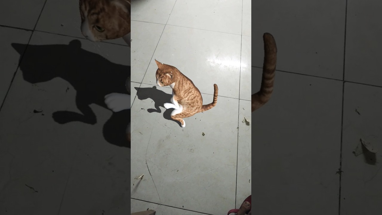 bili cute 🥰 dains #viralvideo #comedy #tiktok #trending #viral