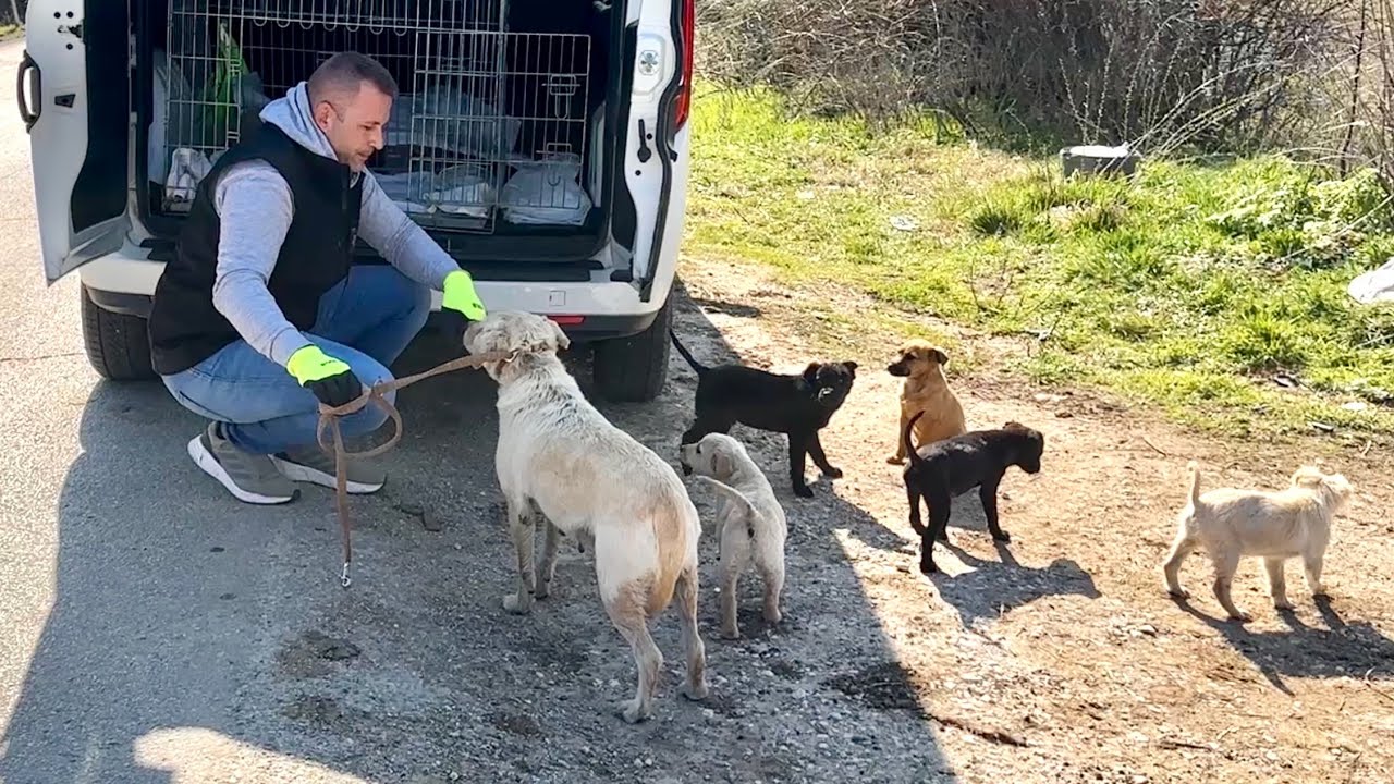 Rescuing an abandoned mama dog and her puppies by the roadside.