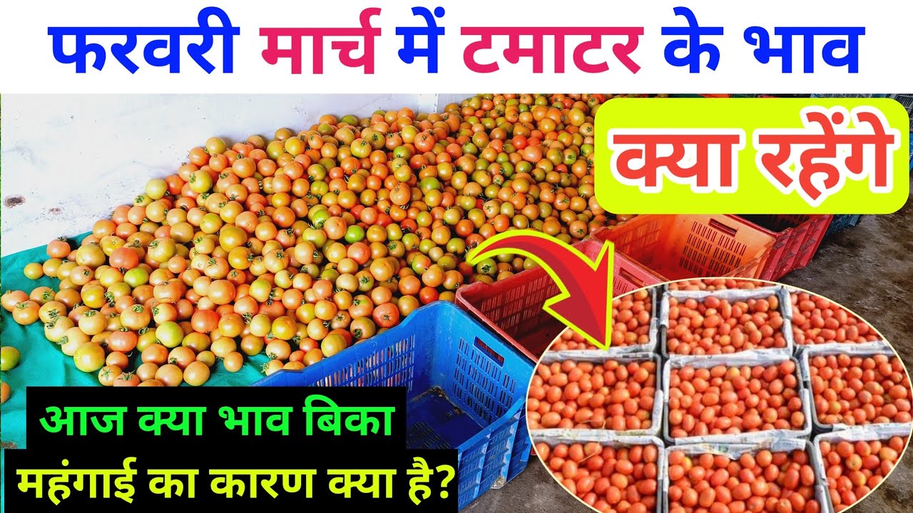 फरवरी मार्च में टमाटर के भाव क्या रहेंगे🔥 / February march me tamatar ka rate kya rahega
