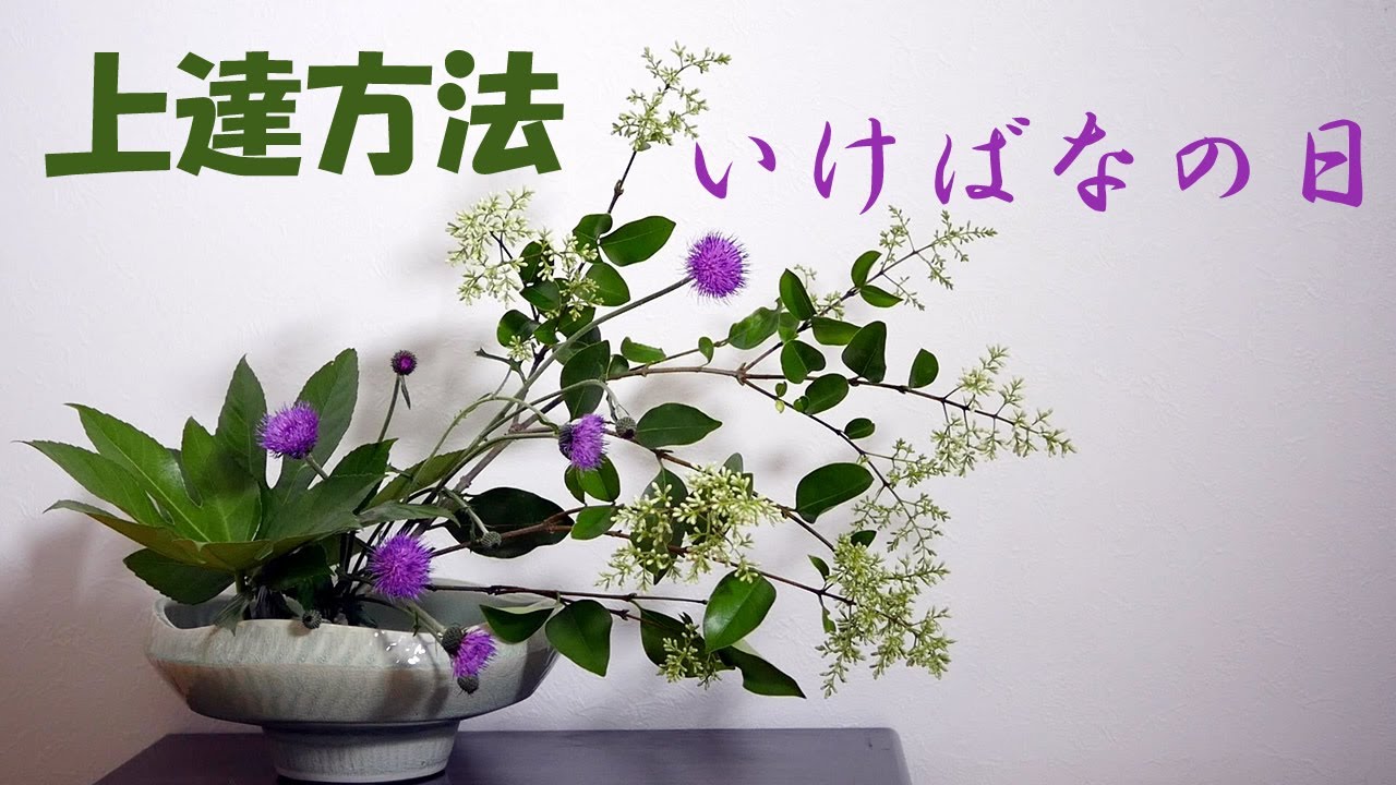 【生け花】いけばな上達方法【ikebana】実践経験/シマトネリコ/ヤツデ/How to improve/draw a picture/如何提高/畫一張圖/Comment améliorer/flor