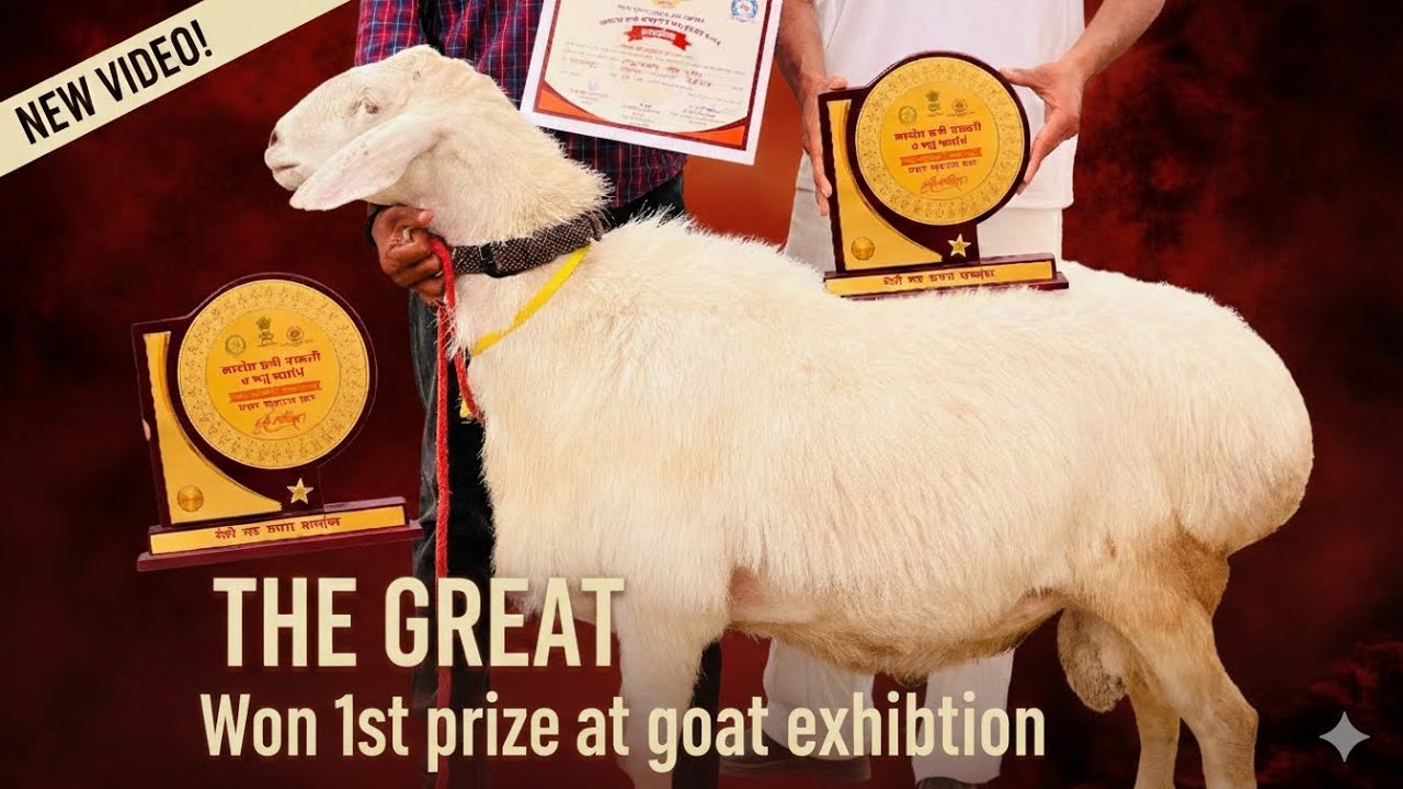 🏆 1st Prize at Goat Exhibition | Proud Moment for Our Farm