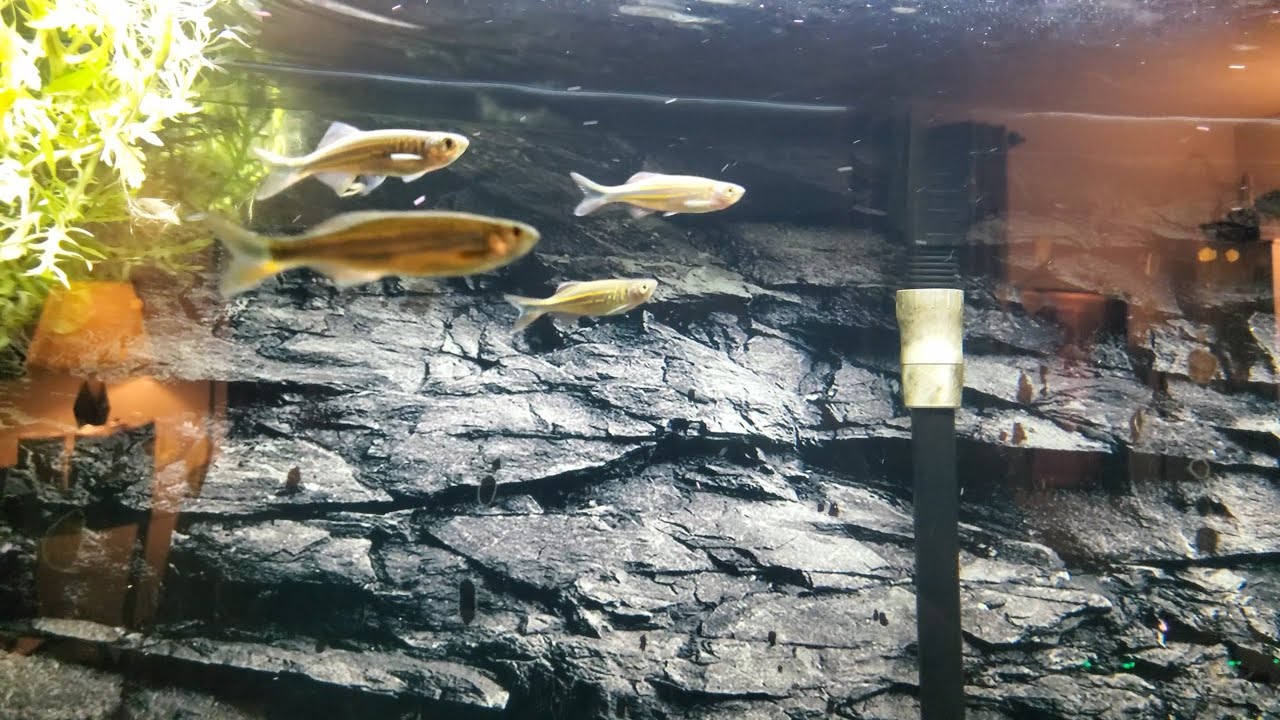 River Fish Tank - Giant Danios