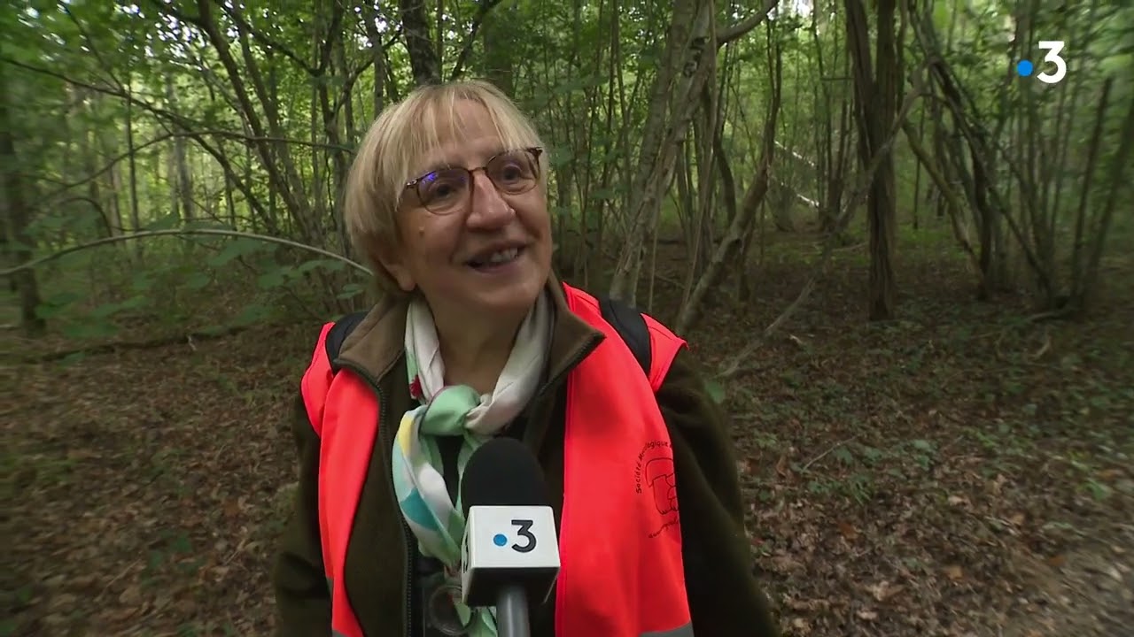 Yonne : cueillette des champignons en forêt de Branches