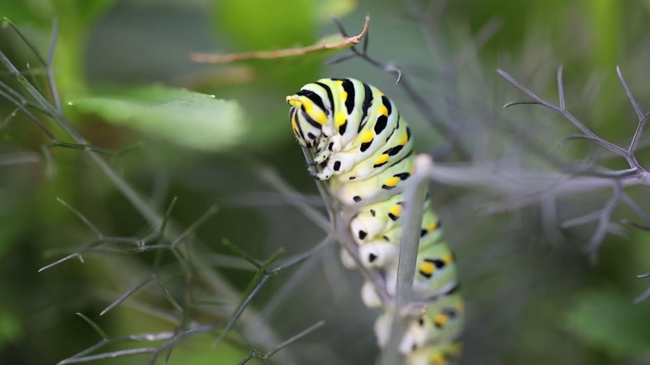 Black swallowtail caterpillar