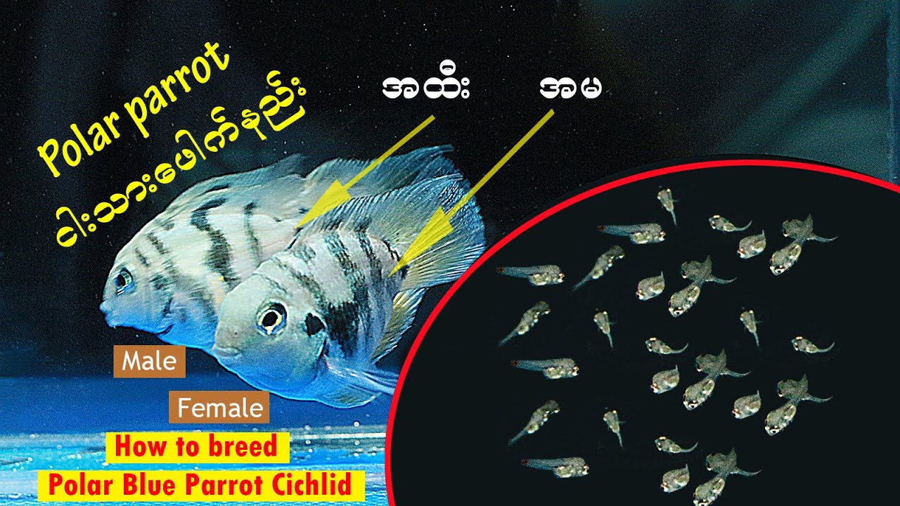 ပိုလာကြက်တူရွေး#ငါးသားဖေါက်နည်း#how to breed polar parrot Cichlids fish/@fishmr7