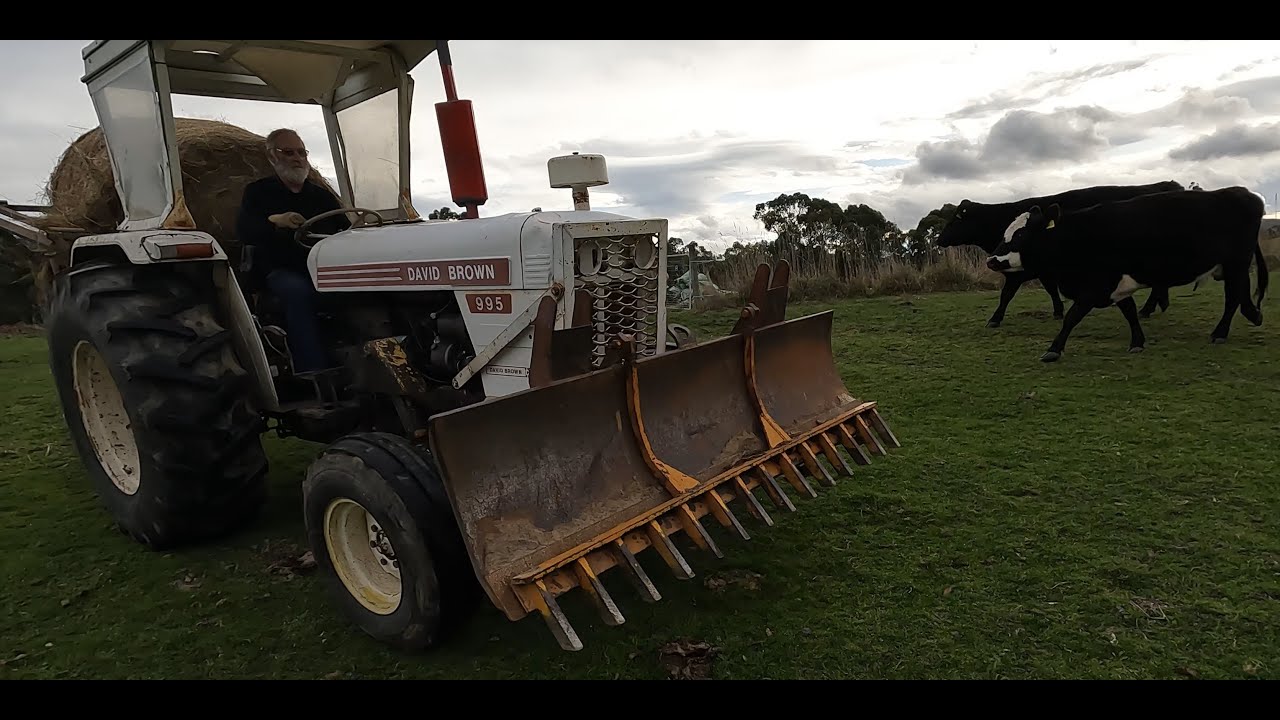 David Brown 995 feeding cows.