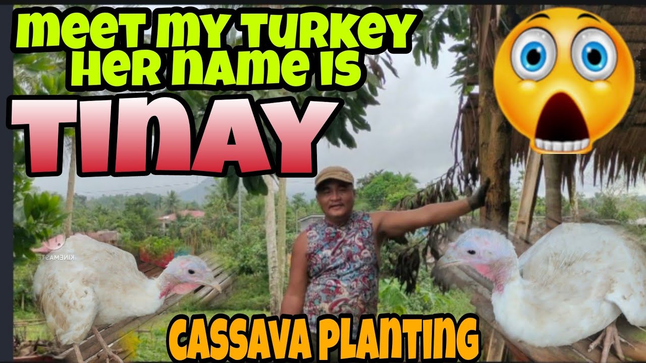 Cassava Planting #farm #farming #valsantosmatubang #ateednavlogs #richfalcontv #aljosheagletv