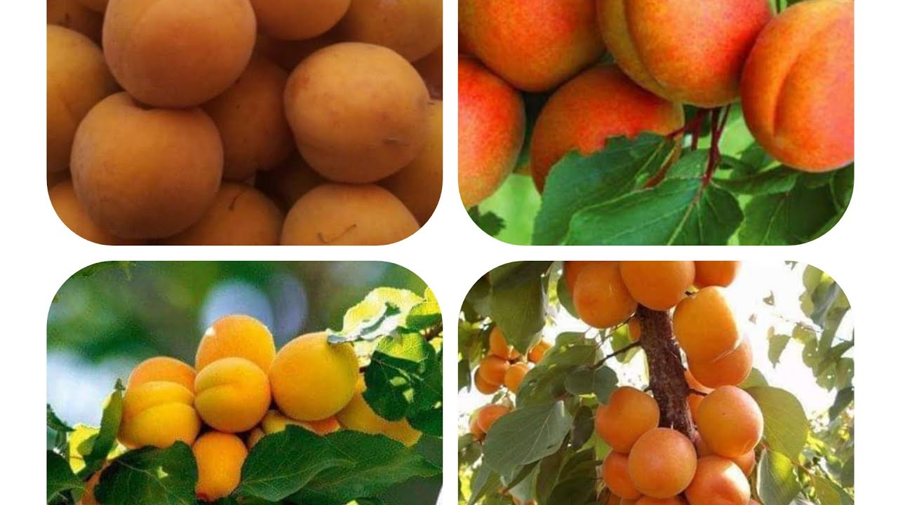 طريقة تطعيم المشمش بالقلم  ، grafting apricot