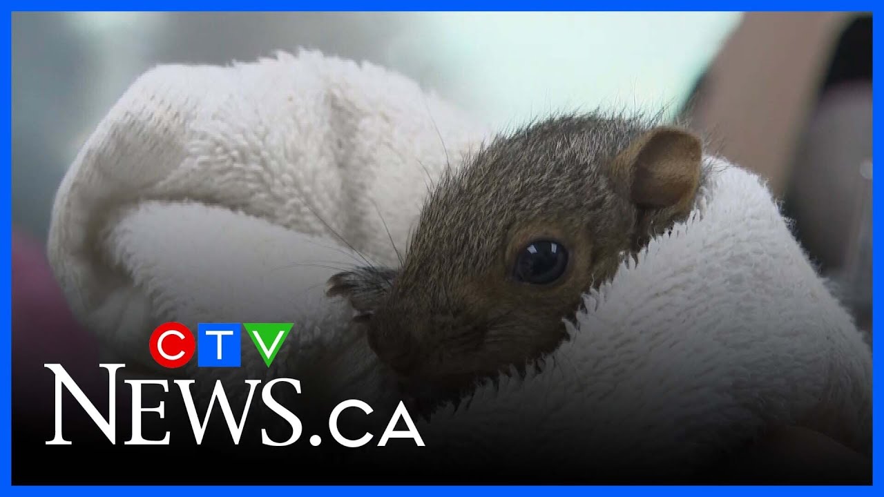 SPCA wants Montrealers willing to foster baby squirrels
