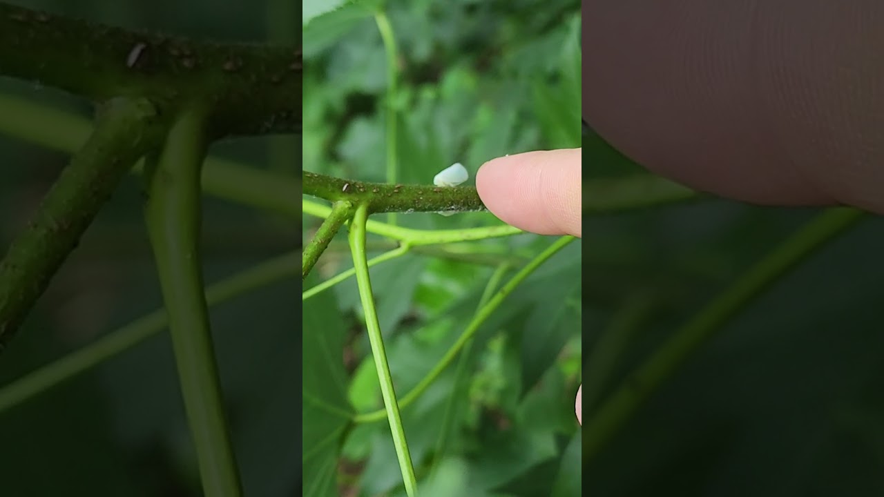 leaf hoppers play hide and seek #shorts #insects #nature