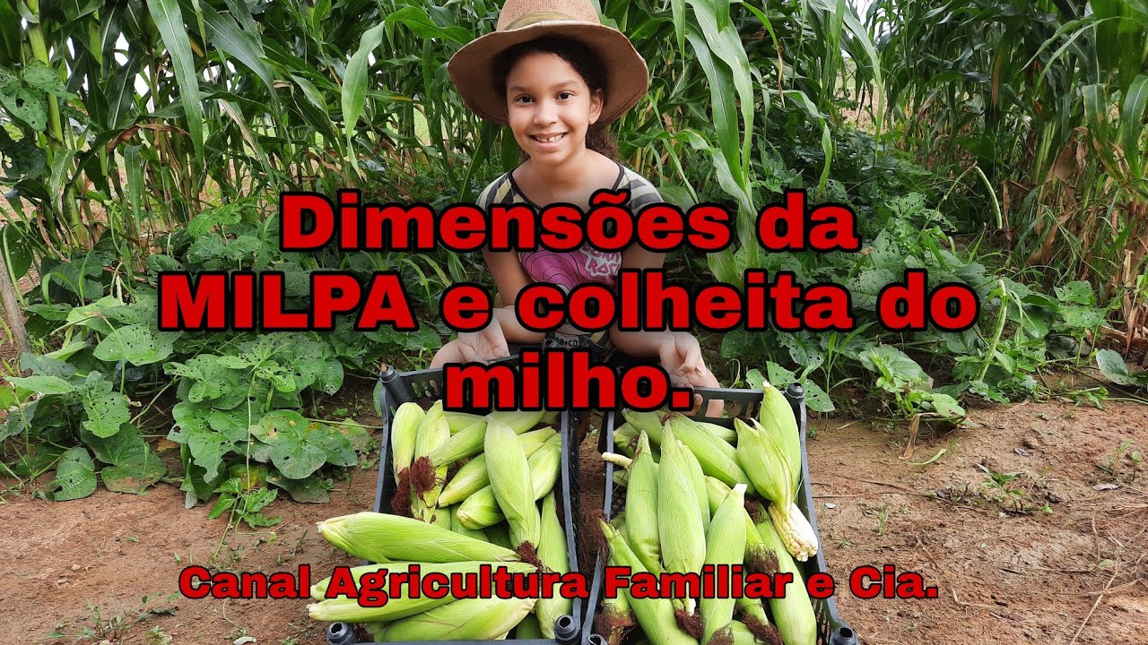 MILPA, dimensões de plantio do consórcio de plantas MILPA e colheita do milho verde.