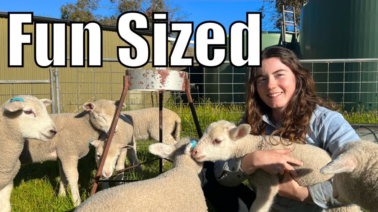 This was NOT the Plan! - Australian Sheep Farm Vlog