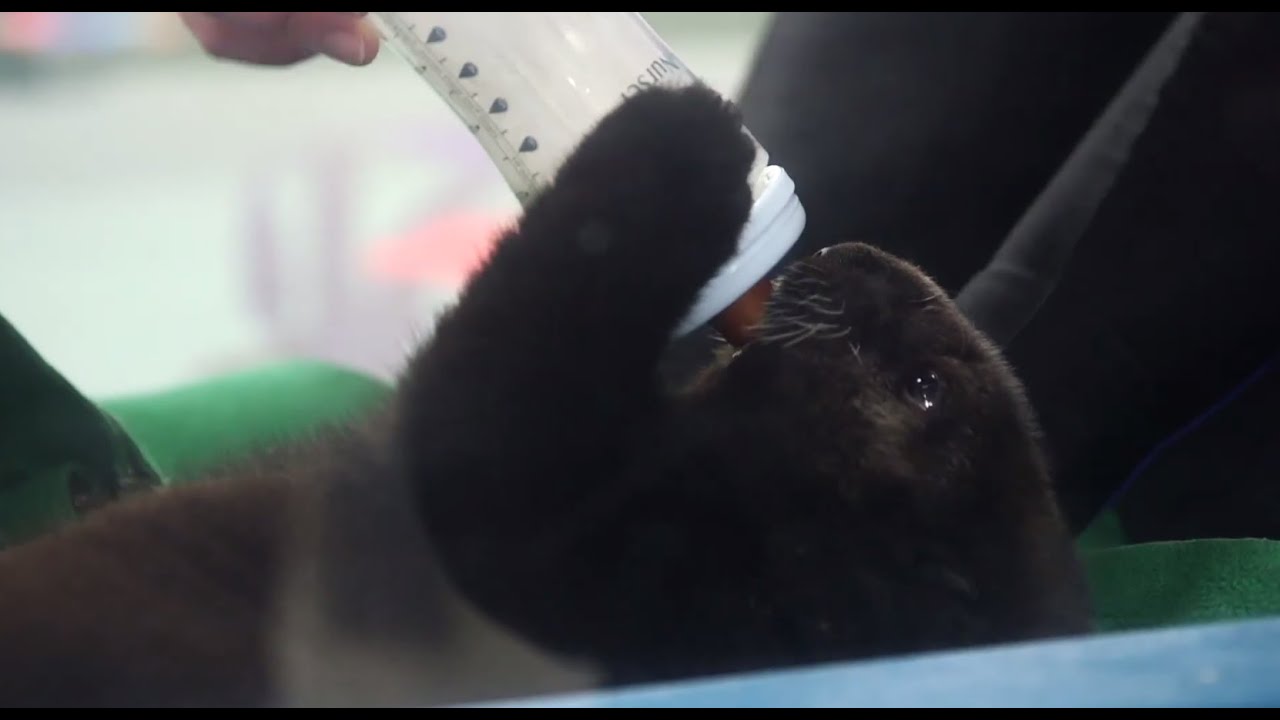 A day in the life of Chicago's sea otter (Pup 681 at Shedd Aquarium)