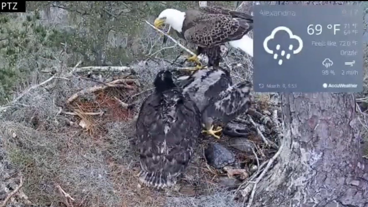 Small eaglet run to claim fish  & big eaglet bonk him | Kisatchie National Forest E-1 | Mar 9, 26