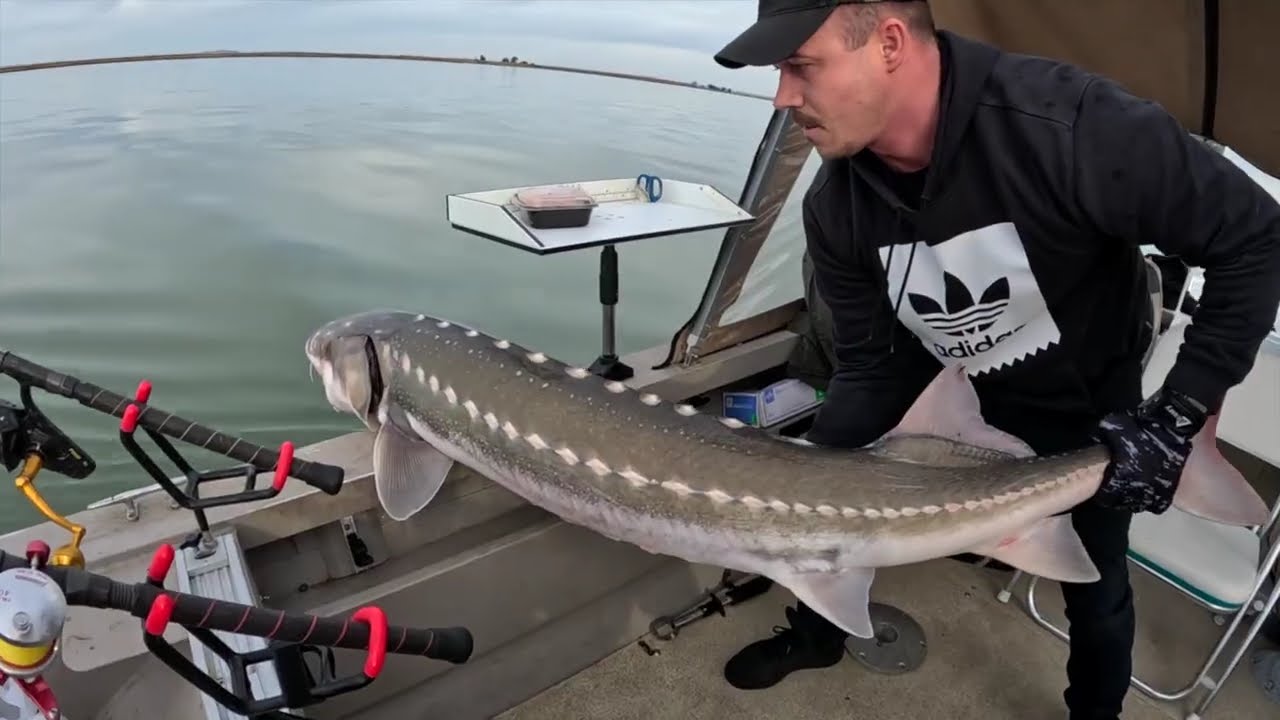 Fishing for Hungry Delta Sturgeon.