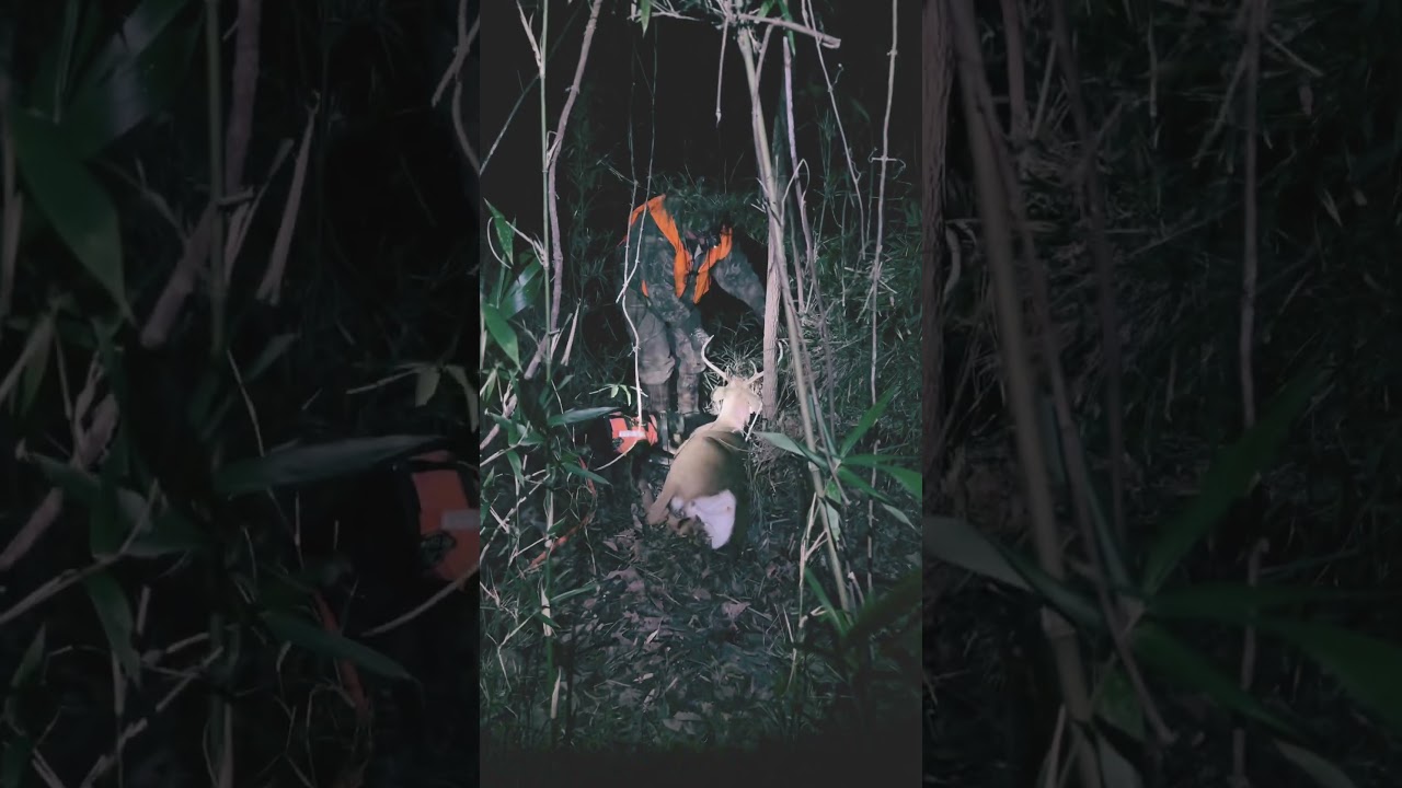 Tracking Deer with a Jagdterrier 