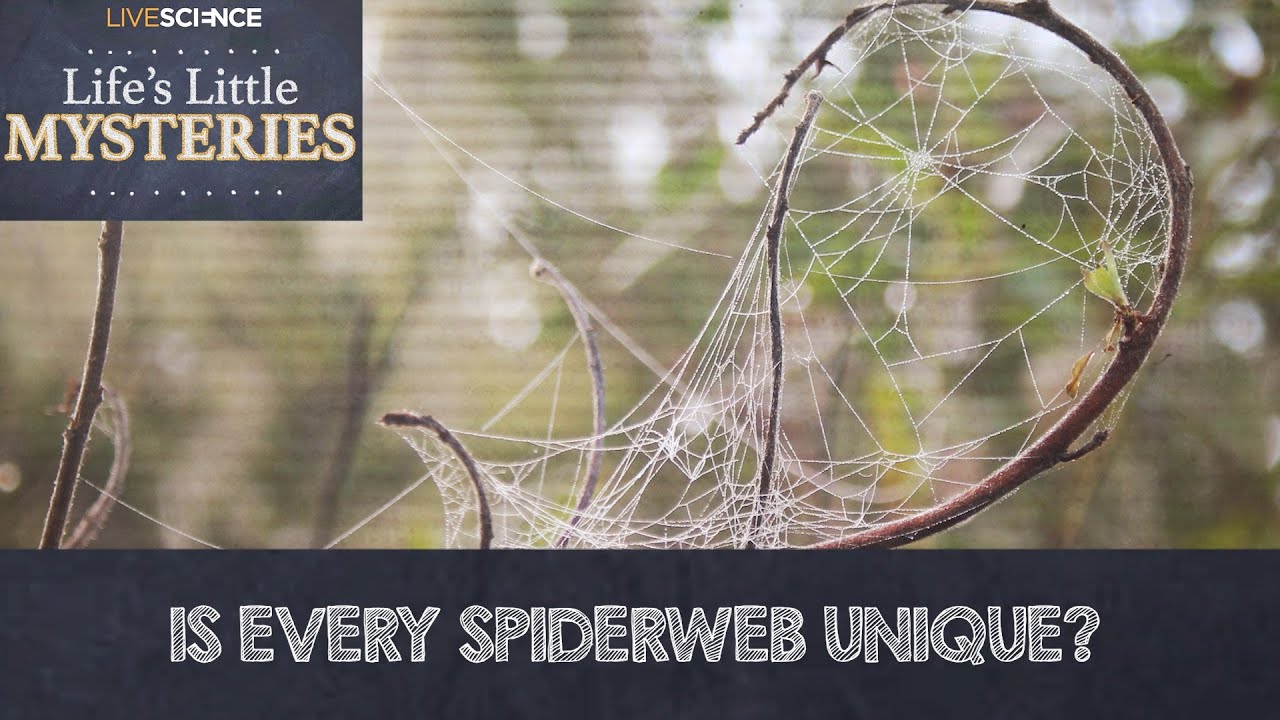 Is Every Spiderweb Unique?