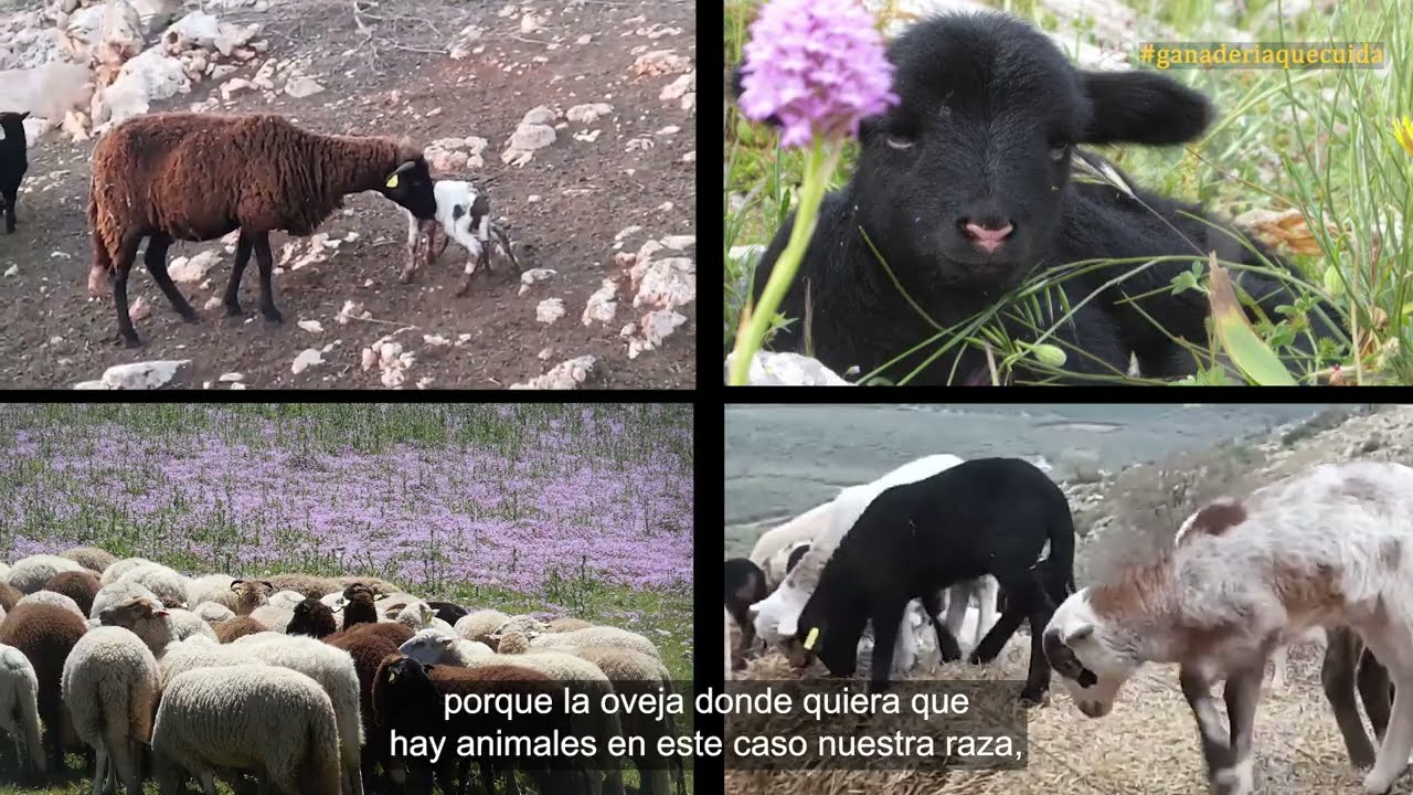 Oveja lojeña, Estudio sobre el calculo del ciclo de vida de los productos de la Raza Oveja Lojeña