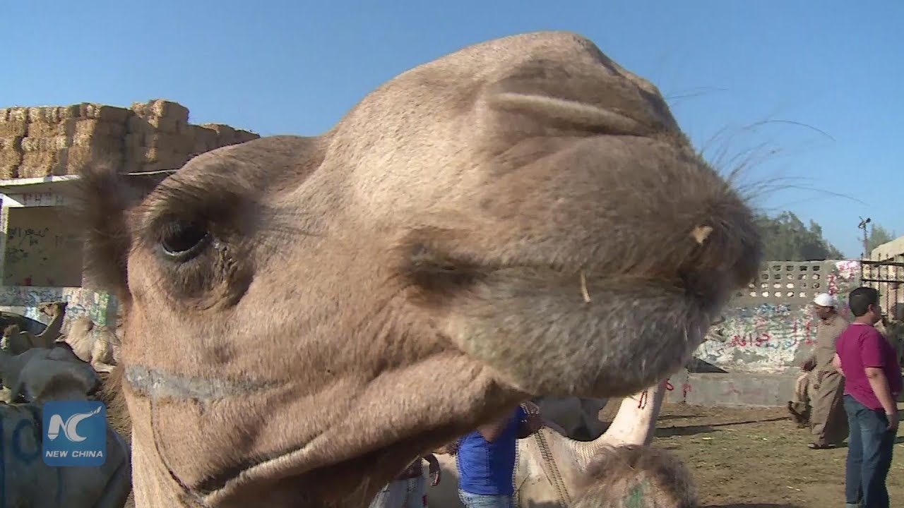 Africa's largest camel market getting ready for Adha feast