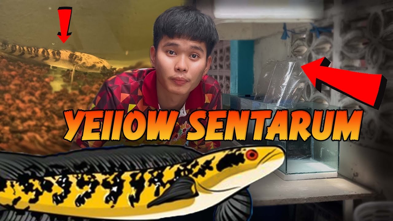 เปิดกล่องปลาช่อน Yellow Sentarum 2 ตัว