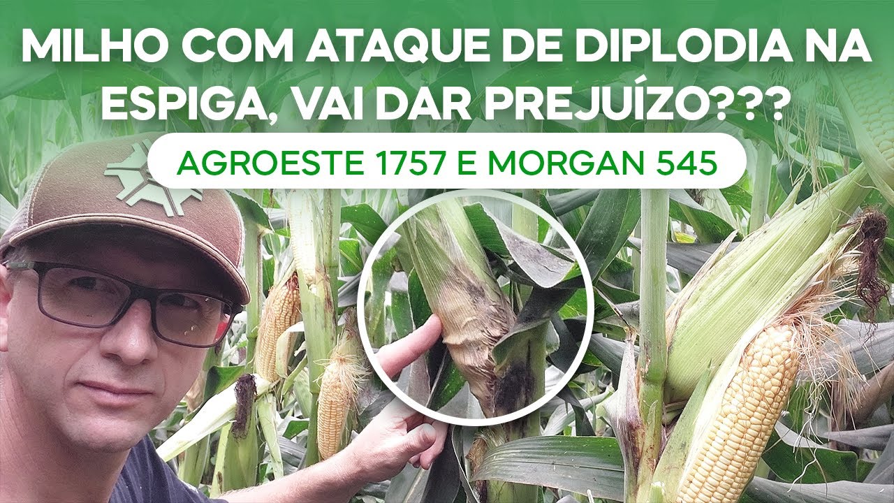 Milho com ataque de DIPLODIA na espiga, vai dar preju&iacute;zo? Hibridos AGROESTE 1757 e MORGAN 545(v.141)