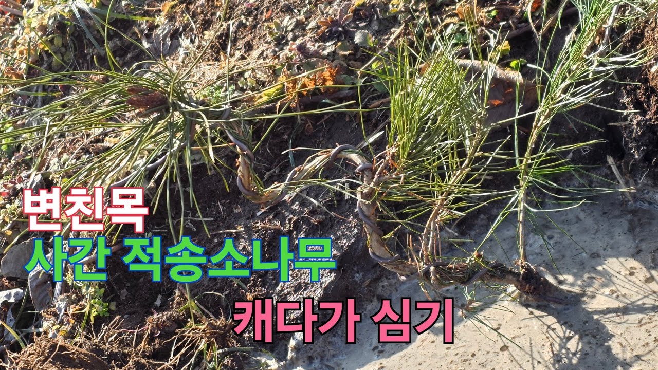 사간소나무 캐오기 소나무 사간 변칙 목 소나무 잘 심는 방법 적송소나무 정원수 소재감 소나무 분뜨기 