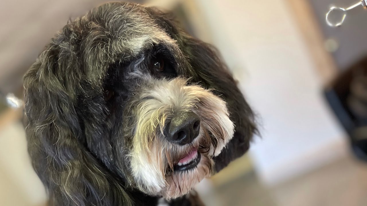 Sophie | Portuguese Water Dog | Graffiti Grooming ￼