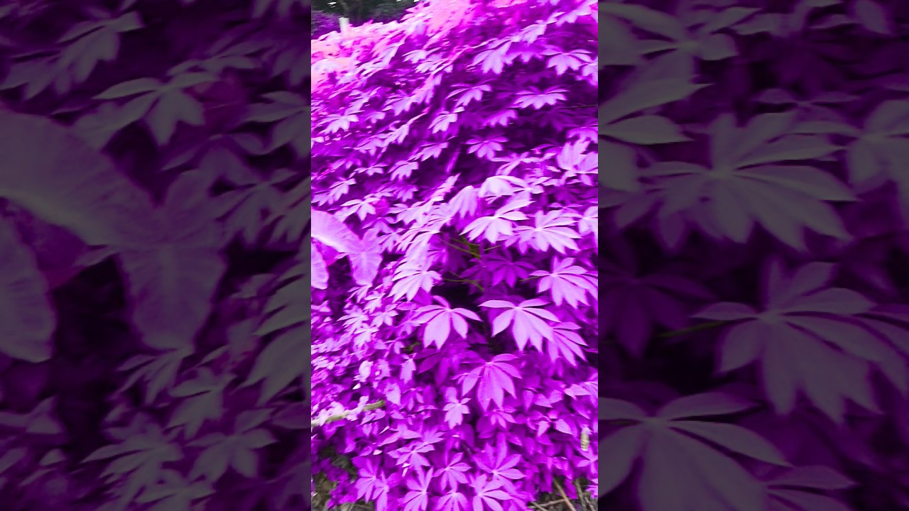 was in all purple leaves #shorts