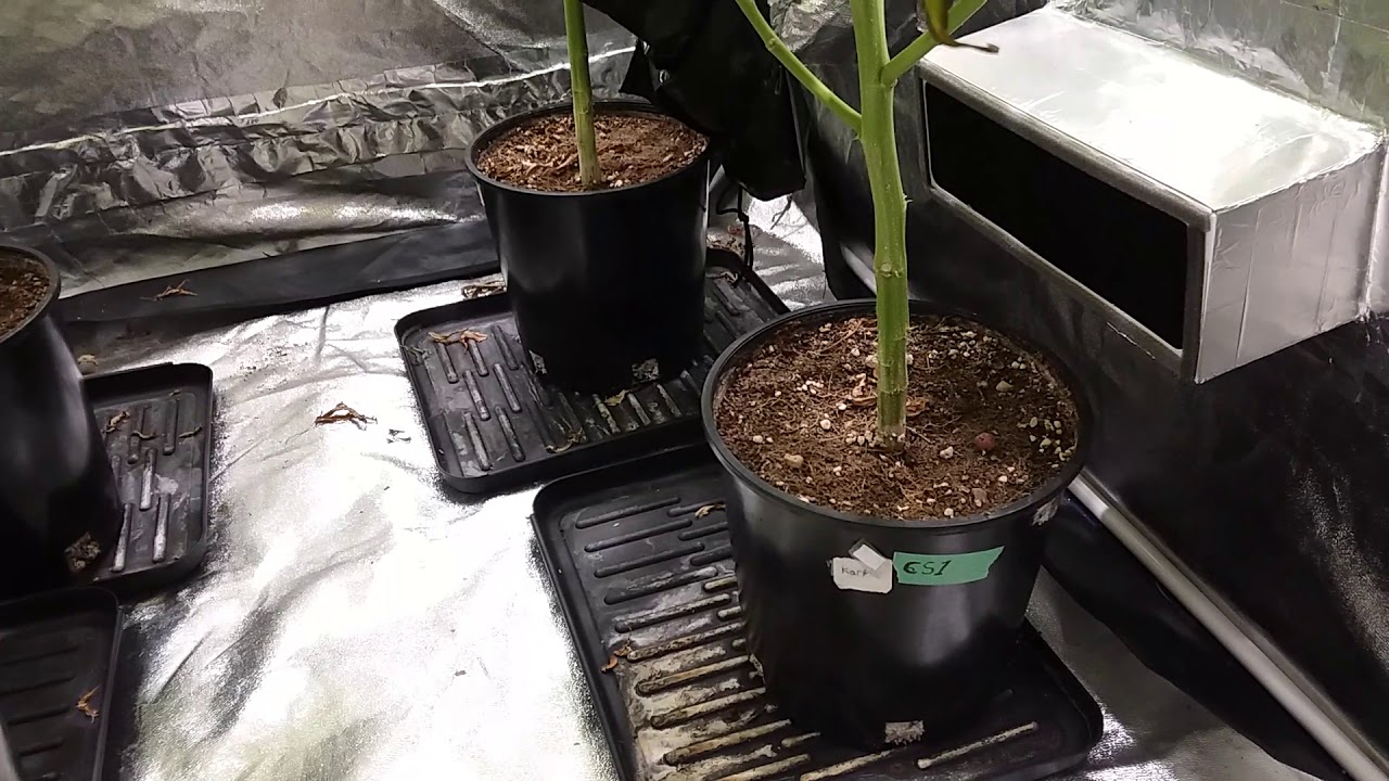 Chocolate Skunk, Almost Ready