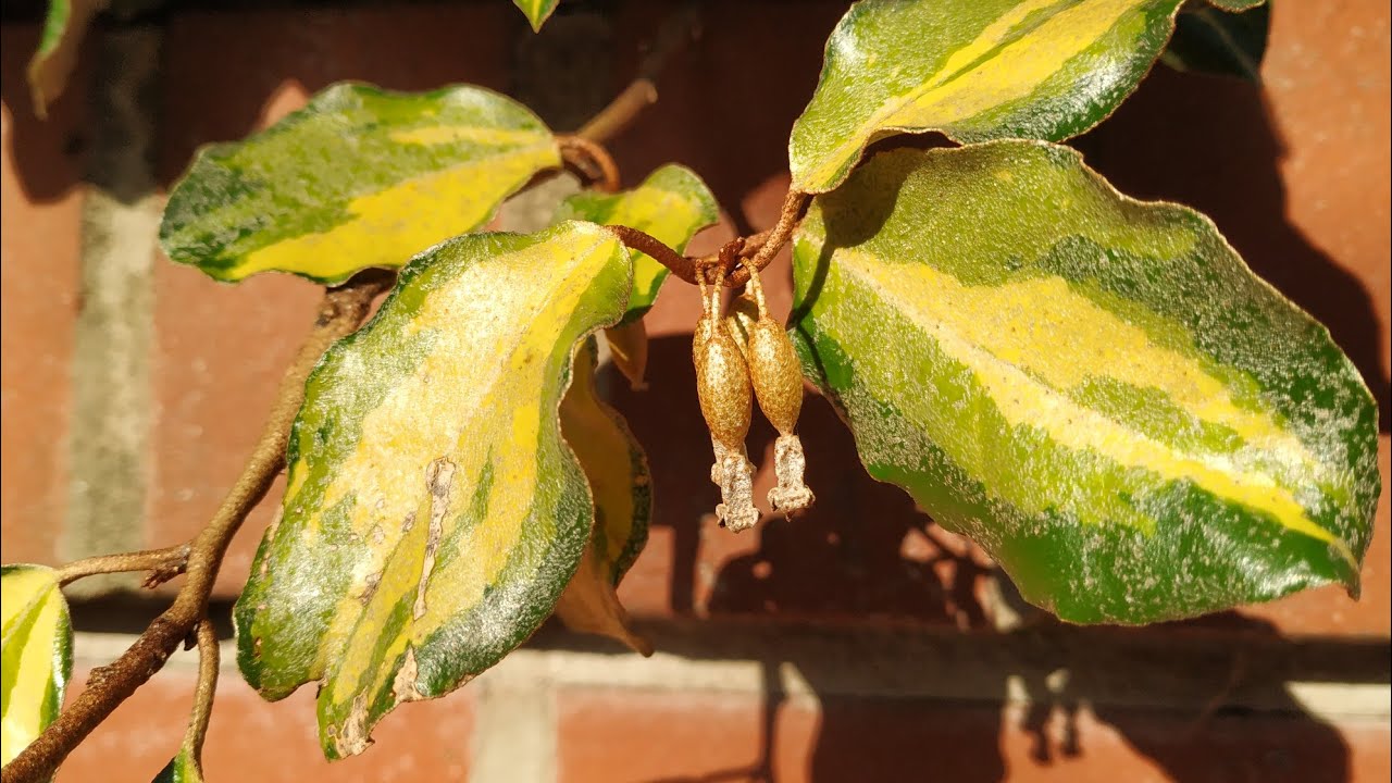 Silverberry (Eleagnus x ebbingei?) still unripe in early January in Germany