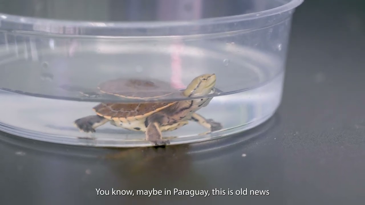 We've Hatched Our First Hilaire's Side-necked Turtle Hatchling in a Decade!