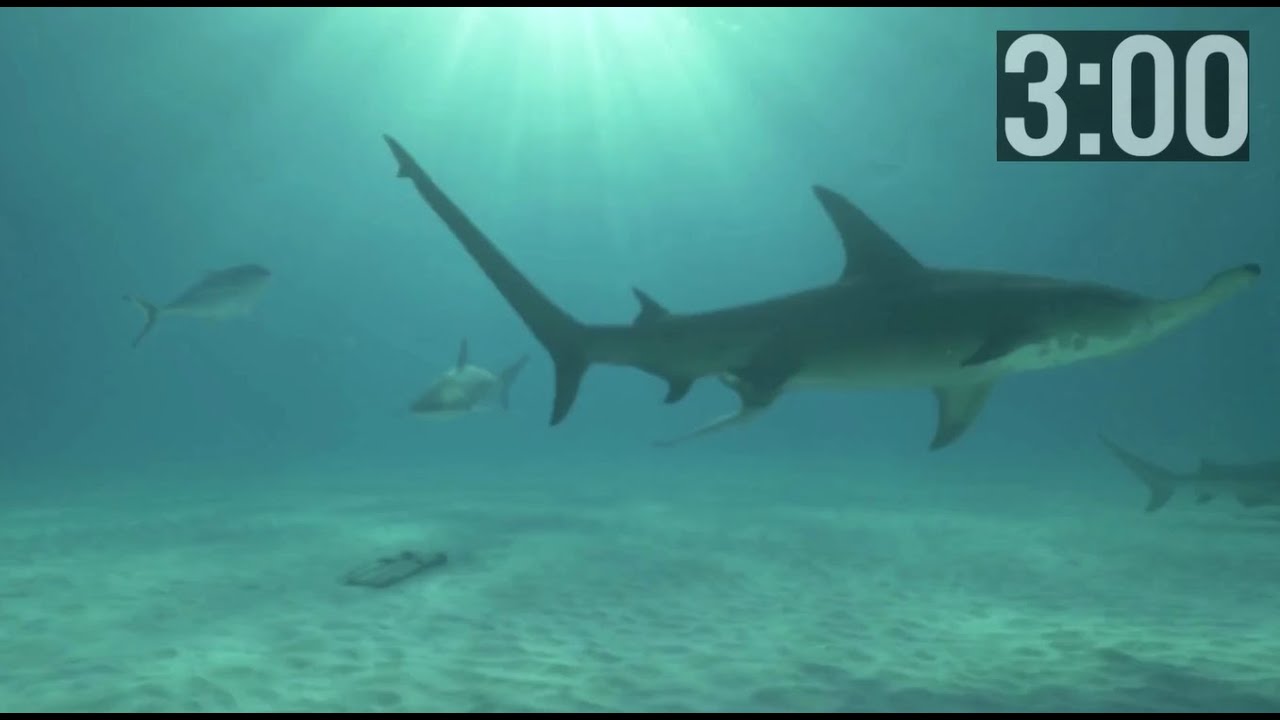 3 Minute Shark Countdown Timer | Shark Awareness Day