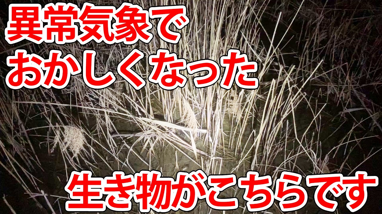川沿いを散歩していただけなのに…。まさかの出来事が【異常気象】【ビオトープ】【夜の生物観察】
