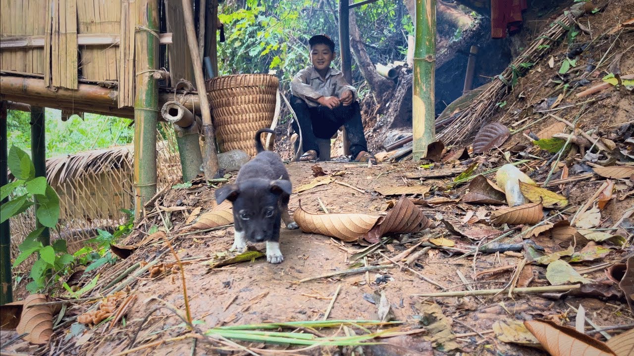 Touching Story: Orphan Boy Grows Vegetables and Raises Beloved Dog in the Wild