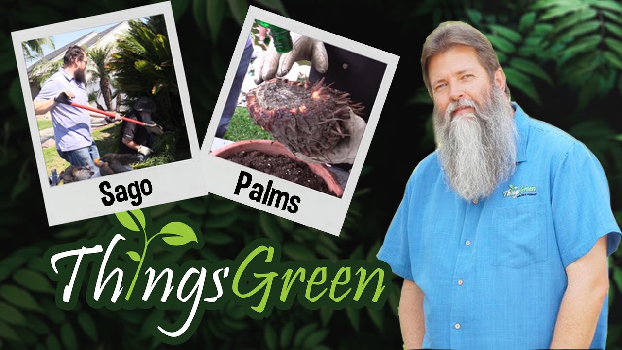 All About SAGO Palms!