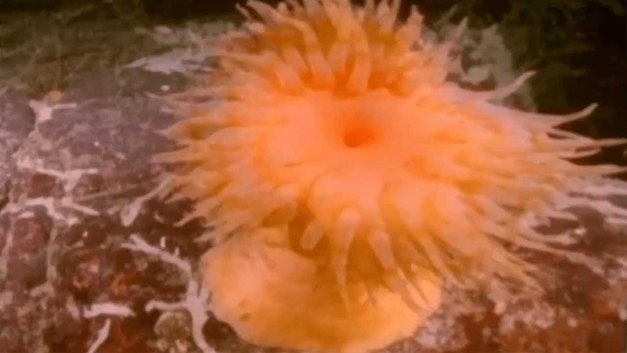 Stars and Games - Dancing Anemone