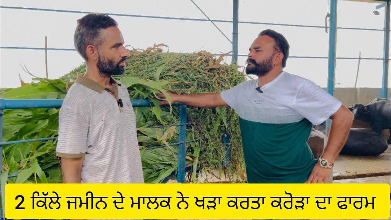 ਦੁਬਈ ਛੱਡ ਪੰਜਾਬ ਆ 1 ਮੱਝ ਤੋ 70 ਮੱਝਾ ਦਾ ਫਾਰਮ ਕਿਸ ਤਰਾ ਕਿੱਤਾ ਤਿਆਰ 2 ਕਿੱਲੇ ਜਮੀਨ ਦਾ ਮਾਲਕ ਨੇ