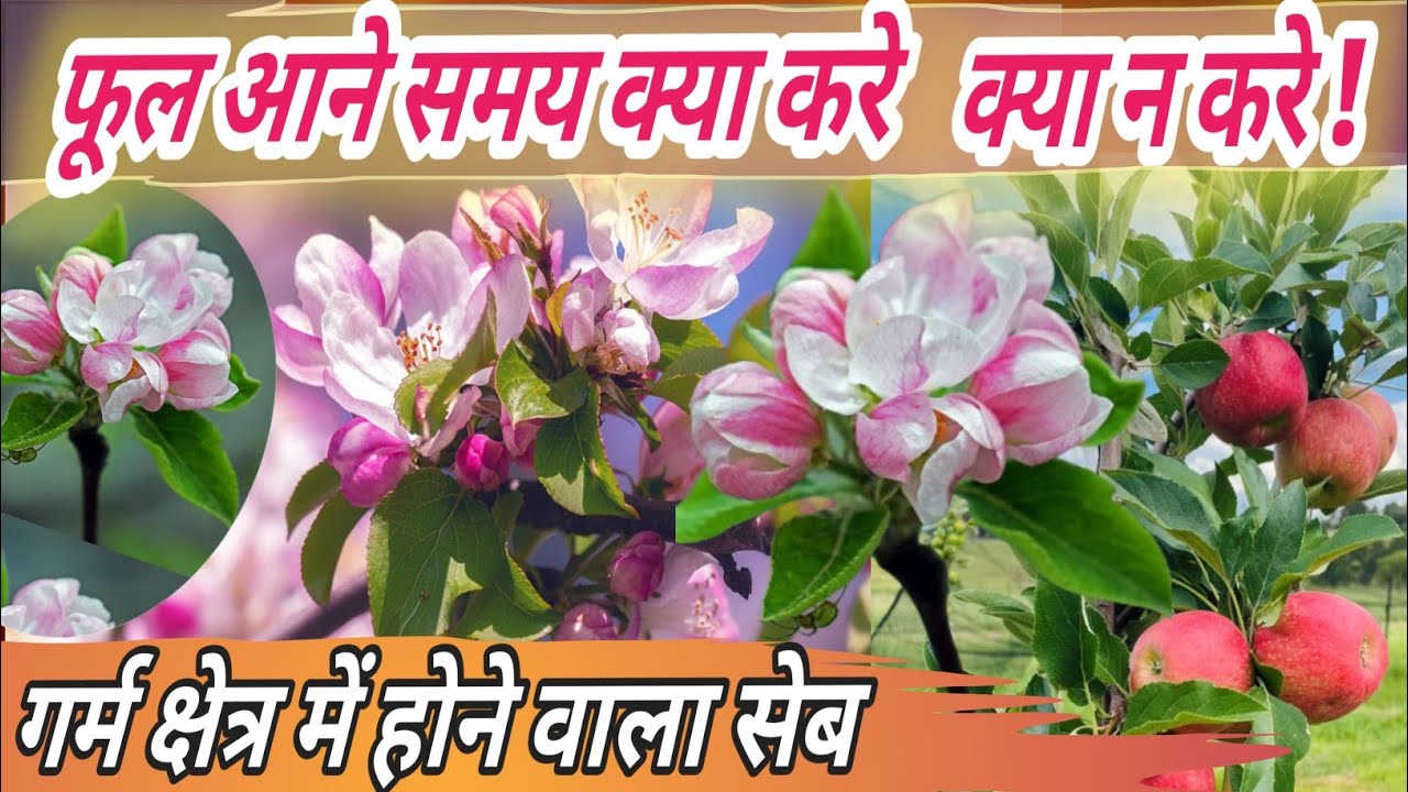 सेब के पौधे में फूल आने समय क्या सावधानियां रखे?सेब के पेड़ में फूल कब आते हैं?