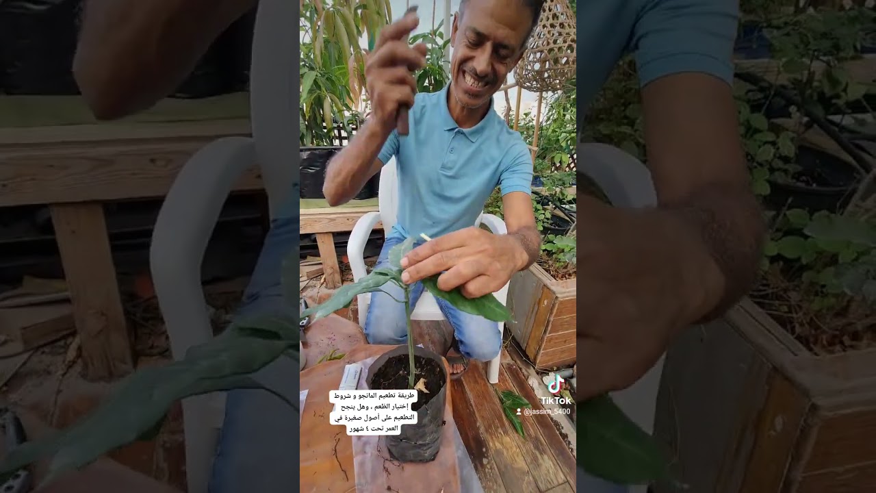 تطعيم أشجار المانجو وشروط اختيار الطعم المناسب#البحرين #الخليج_العربي #plants