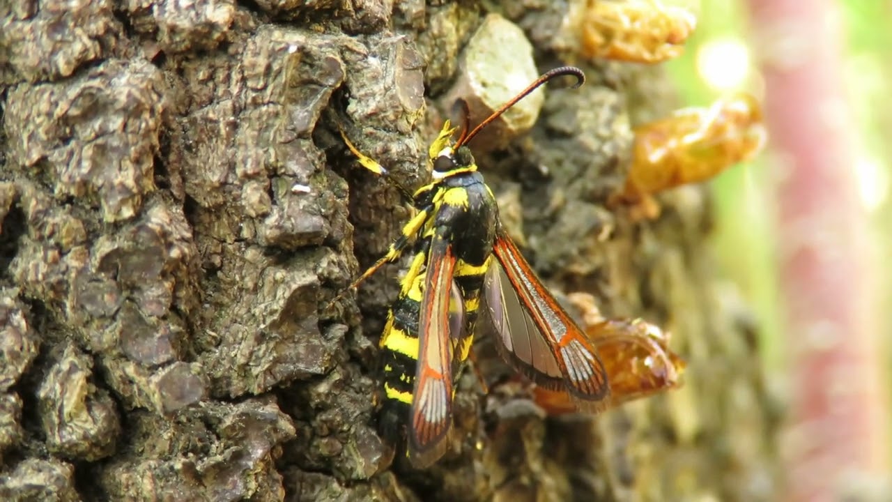 Synanthedon theryi - Belgian Westcoast 2022