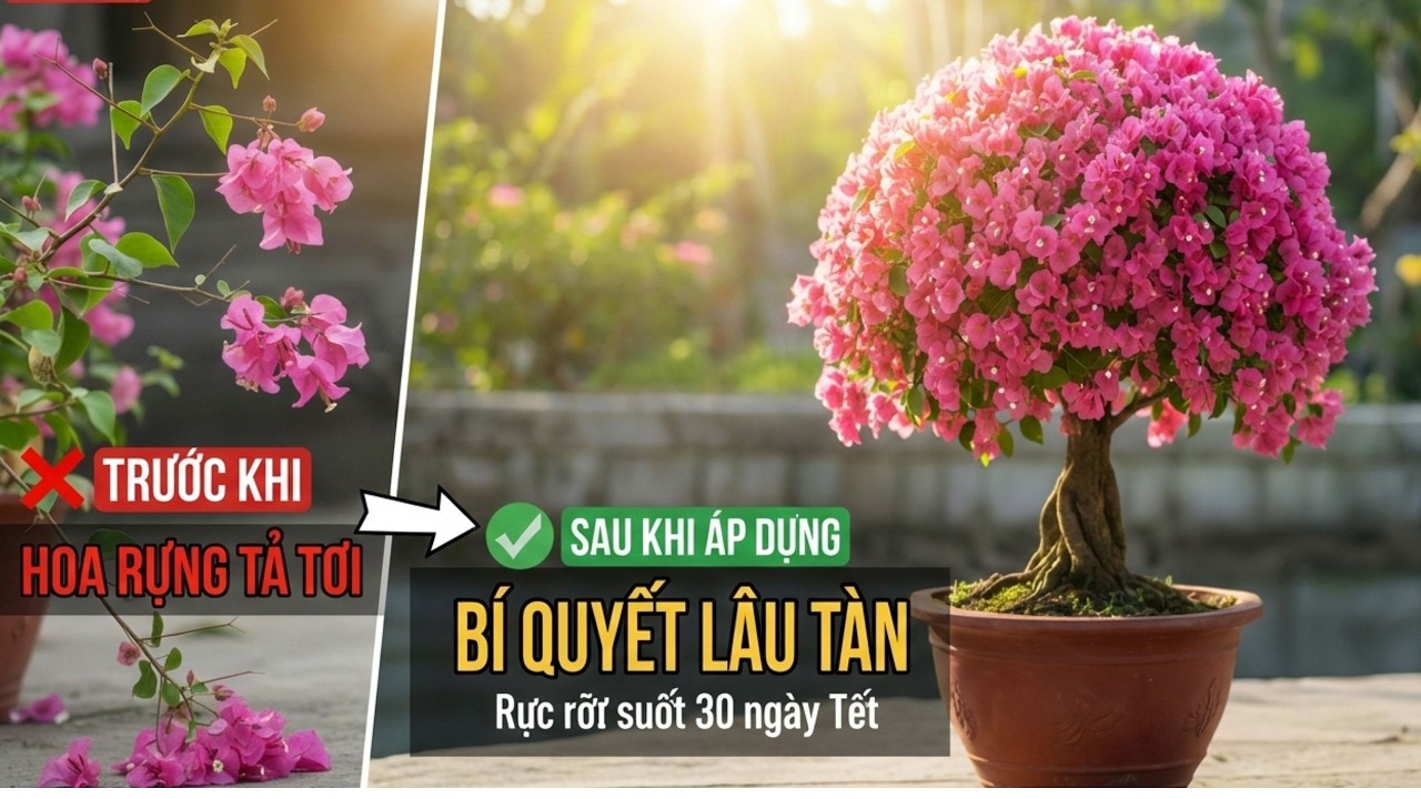 Bí quyết giữ Hoa Giấy rực rỡ, lâu tàn suốt 30 ngày Tết.