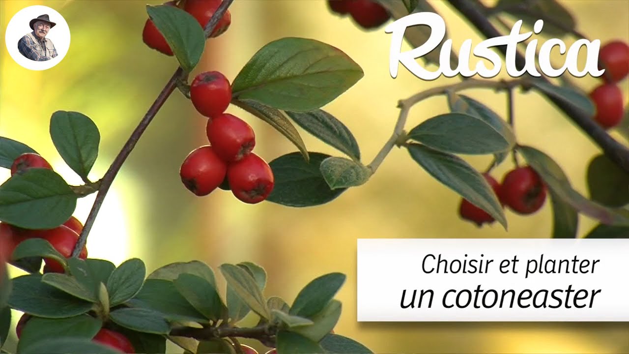 Choisir et planter un coton&eacute;aster
