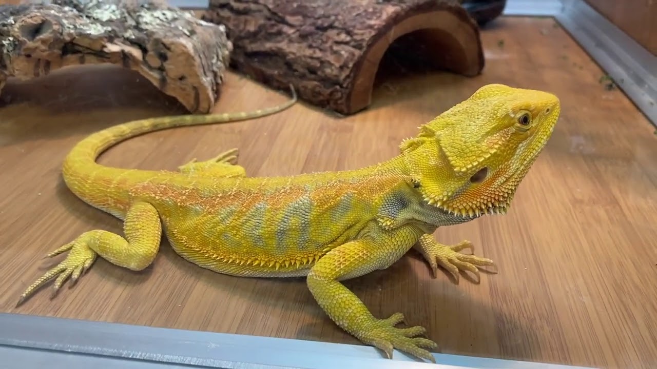 Petshop de Animais Exóticos PREFERIDA