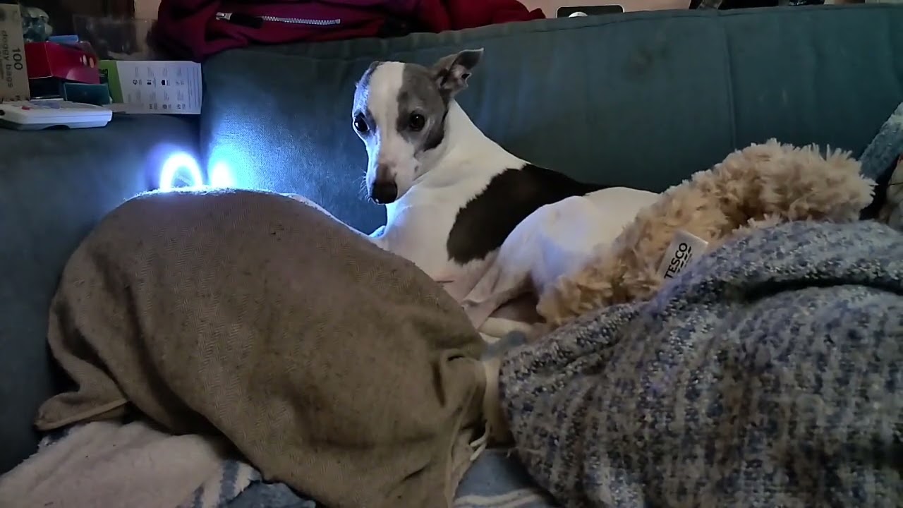 julia the whippet